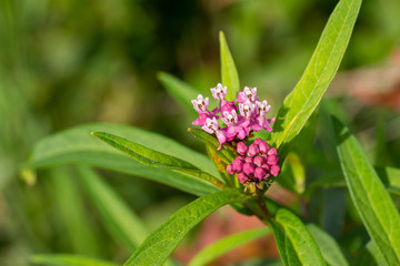 Close up view of attractive rosy pink flower blossoms on an uncultivated swamp milkweed plant in a natural prairie meadow