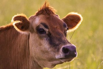 portrait of a cow