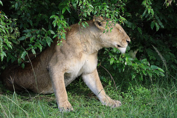 Lioness under bush in Kenya, Africa