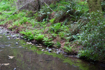 Green Fern growing in nature