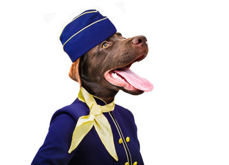 Portrait of a labrador in a stewardess costume closeup isolated on white background
