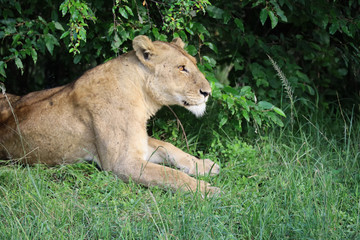 Lioness under bush in Kenya, Africa