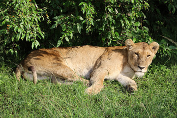 Lioness relaxing under bush in Kenya, Africa