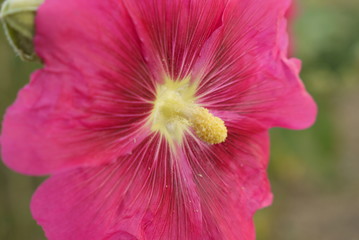 Hibiskus flower varieties, color mallow flower, hollyhock flower species, © kodbanker