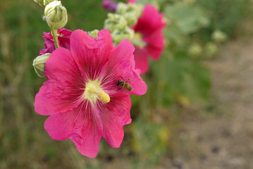 Hibiskus flower varieties, color mallow flower, hollyhock flower species, © kodbanker