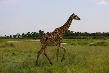 Africa Safari Maasai Mara National Reserve