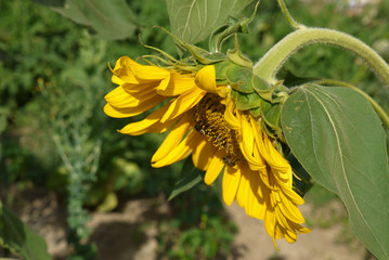 sunflower plant in the garden, sunflower plant with yellow flowers,
