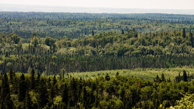 View of a forest from the Baldy Mountain Hiking Trail lookout in Duck Mountain Provincial Park, Manitoba, Canada