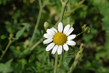 close-up wild chamomile, medicinal chamomile flower,