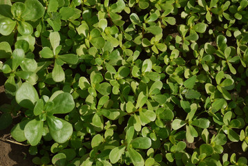 Fototapeta na wymiar purslane garden, large amount of cultivated purslane, medicinal herb purslane, omega 3 and purslane,