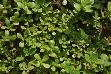 purslane garden, large amount of cultivated purslane, medicinal herb purslane, omega 3 and purslane,