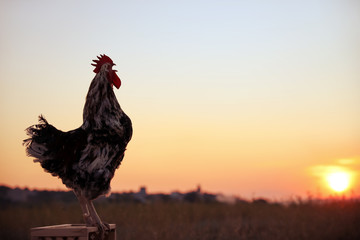 Big domestic rooster on wooden stand at sunrise, space for text. Morning time