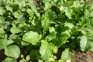 green radish leaves, fresh radish planted in the garden,