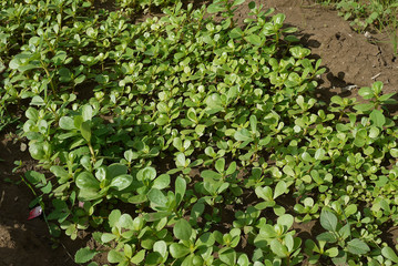 purslane garden, large amount of cultivated purslane, medicinal herb purslane, omega 3 and purslane,