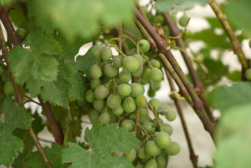 vine tree, grape tree and raw sour grape,