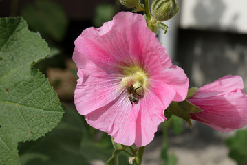 Hibiskus flower varieties, color mallow flower, hollyhock flower species, © kodbanker