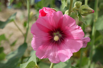 Hibiskus flower varieties, color mallow flower, hollyhock flower species, © kodbanker