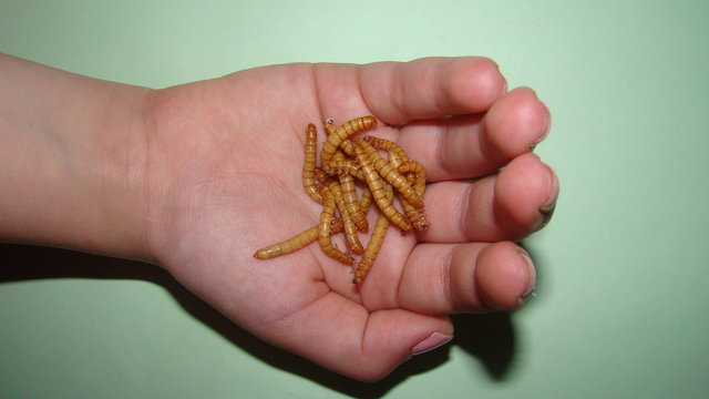 a little girl holding insects the life cycle of a mealworm, mealworms, meal worm, meal worms. Stages of the superworm, superworms, super worm, super worms. calose up of larvae, larva on the hand. bug.