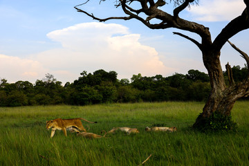 Pride of lions under acacia tree in Kenya, Africa