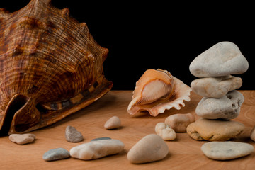 Seashells and stones, on a blackboard on a black background