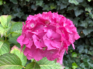 Pink hydrangea, growing in a hedgerow, on the outskirts of, Bradford, Yorkshire, UK