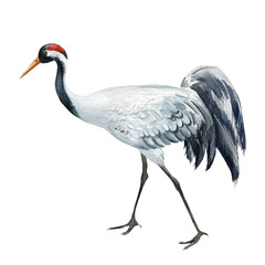 Bird crane, birds on isolated background, watercolor illustration