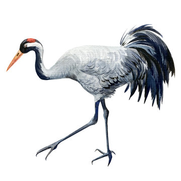 Bird crane, birds on isolated background, watercolor illustration © Hanna
