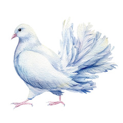 White dove, birds on isolated background, watercolor illustration