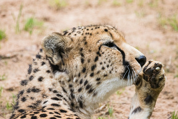 Cheetah cleaning its paw