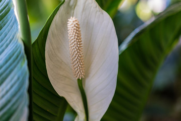 Large white flower with green background leaves. Horizontal landscape orientation 