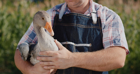 A farmer holds a large goose. Poultry and food from local farmers