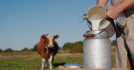 Farmer pours milk into can, in the background of a meadow with a cow - obrazy, fototapety, plakaty