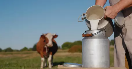 Fotobehang Farmer pours milk into can, in the background of a meadow with a cow © StockMediaProduction