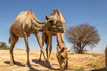 A camel is a pet from the family of camels and ruminants. Large body, slender legs, long neck,...