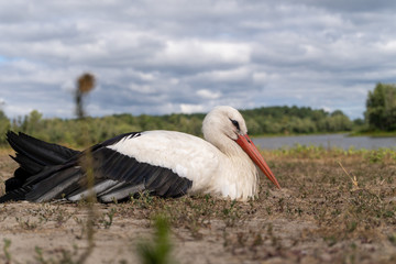 White stork near the river