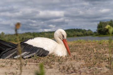 White stork near the river