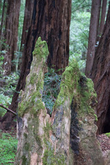 Tree deformation in abstract