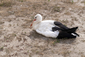 White stork closeup