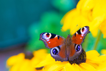 The urticaria butterfly sits on a yellow flower . beautiful butterfly. Insect . Insect on a flower. Butterfly on a flower.