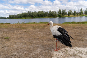 White stork near the river