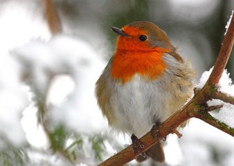 winter scene of robin redbreast in trees covered in snow
