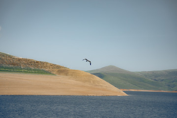 seagull on the lake