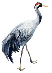 Bird crane, birds on isolated background, watercolor illustration