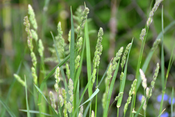 Flowering Dactylis glomerata
