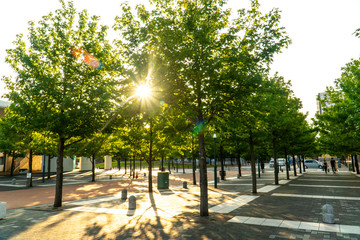 長崎県佐世保市　佐世保港　街路地の木漏れ日