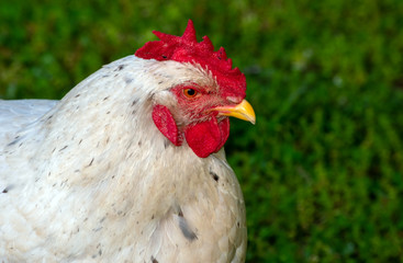 With a nice bokeh background, the facial features of this white speckled chicken with red comb and yellow beak contrast nicely against the green copy space area.