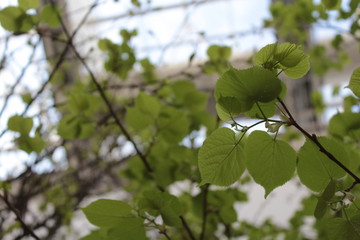 green leaves on a tree