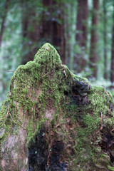 Tree deformation in abstract