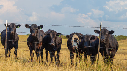 Black angus steers graze all summer then go to market auction