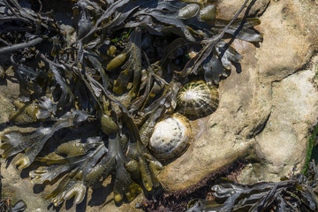 seaweed and Shells on a tideland rock